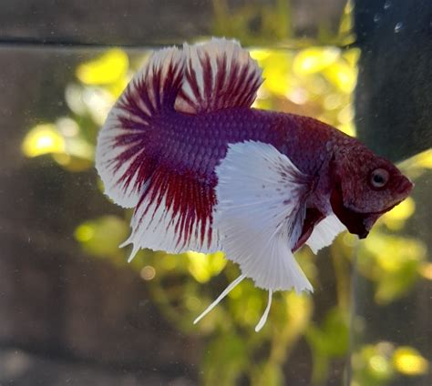 betta de linhagem - peixe betta linhagem